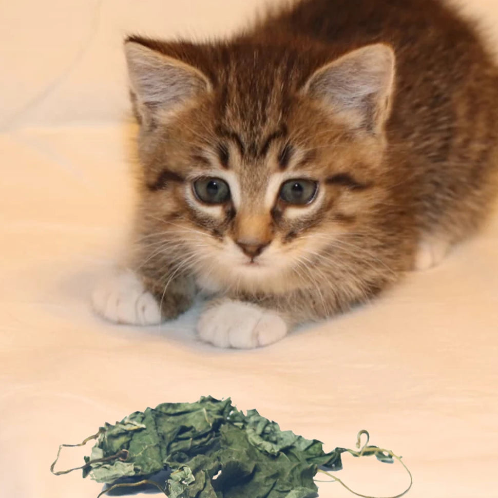 Oitabi 500 g Silvervine Kaublätter Matatabi Katzenminze Interaktives Spielzeug für Kätzchen im Innenbereich Zahnen Molaren Kauspielzeug für Katzen