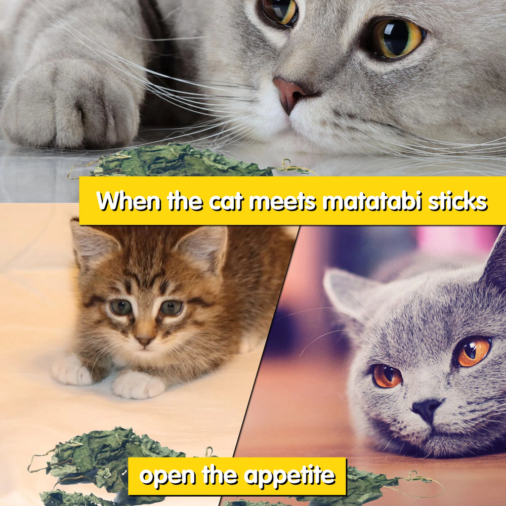 Oitabi 500 g Silvervine Kaublätter Matatabi Katzenminze Interaktives Spielzeug für Kätzchen im Innenbereich Zahnen Molaren Kauspielzeug für Katzen