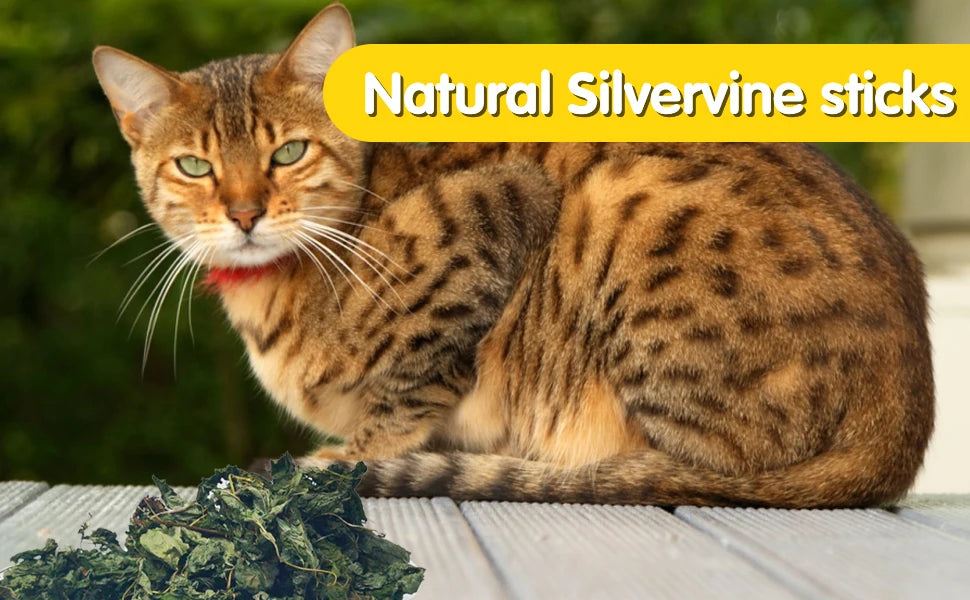 Oitabi 500 g Silvervine Kaublätter Matatabi Katzenminze Interaktives Spielzeug für Kätzchen im Innenbereich Zahnen Molaren Kauspielzeug für Katzen