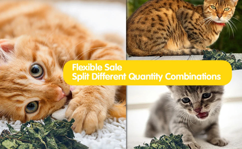 Oitabi 500 g Silvervine Kaublätter Matatabi Katzenminze Interaktives Spielzeug für Kätzchen im Innenbereich Zahnen Molaren Kauspielzeug für Katzen