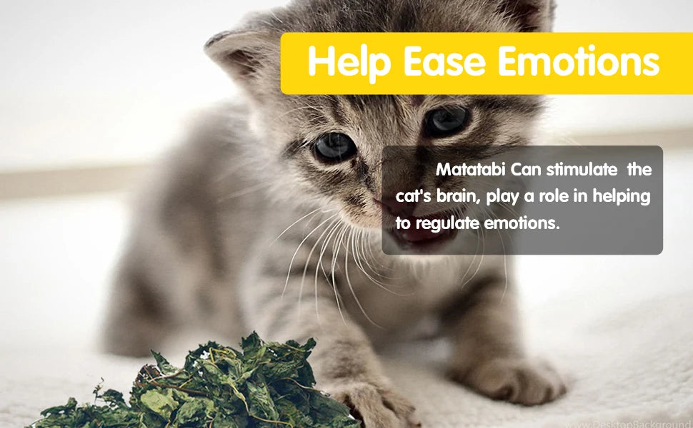 Oitabi 500 g Silvervine Kaublätter Matatabi Katzenminze Interaktives Spielzeug für Kätzchen im Innenbereich Zahnen Molaren Kauspielzeug für Katzen